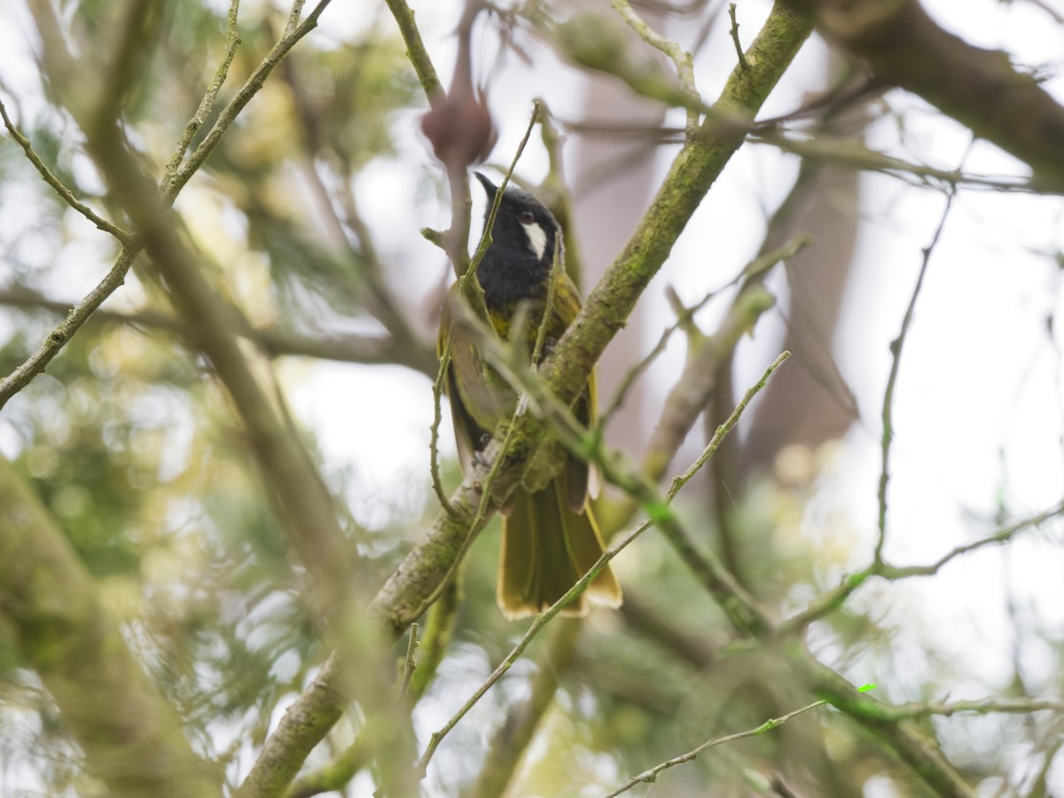 Méliphage leucotique - ML646849156