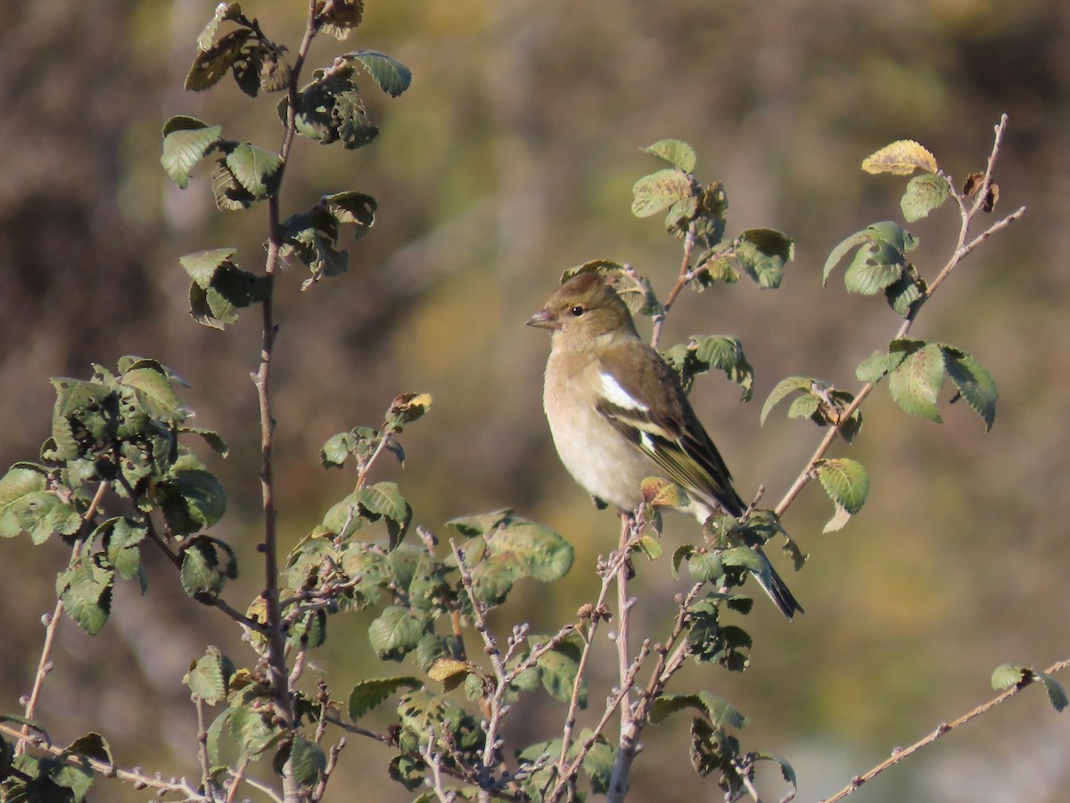 Pinson des arbres - ML646849157