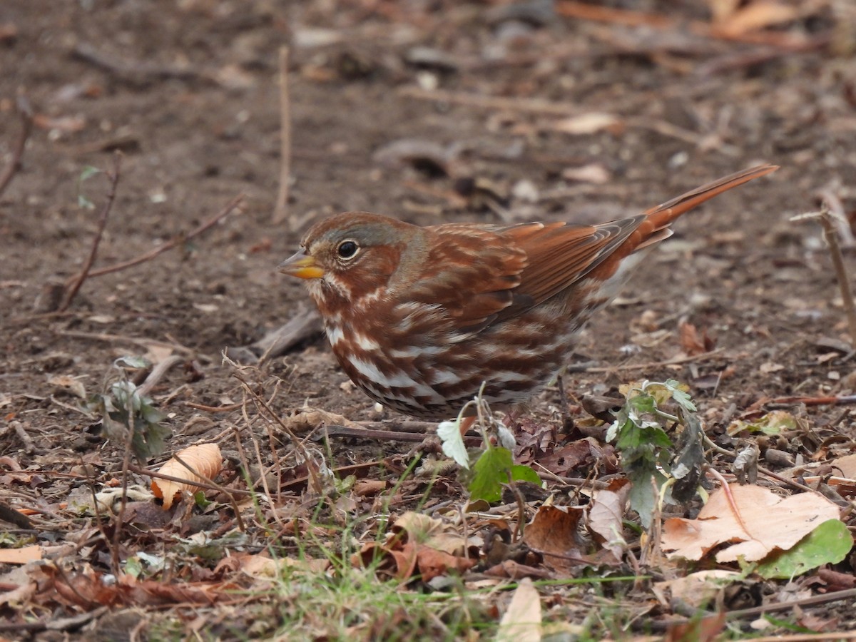 Bruant fauve - ML646849158