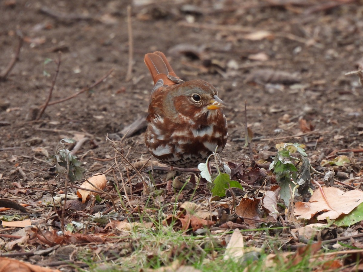 Bruant fauve - ML646849159