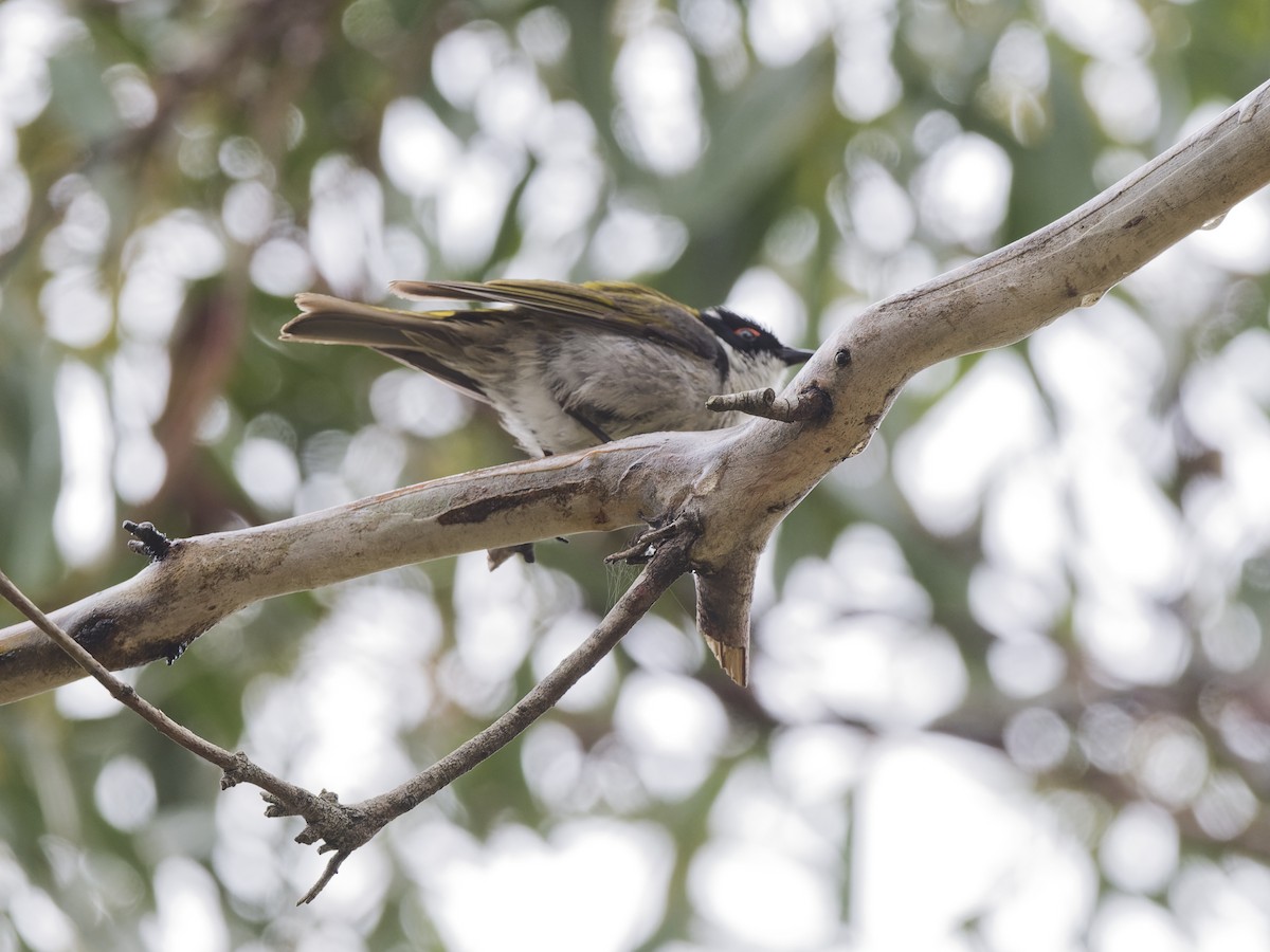 Méliphage à lunule - ML646849160