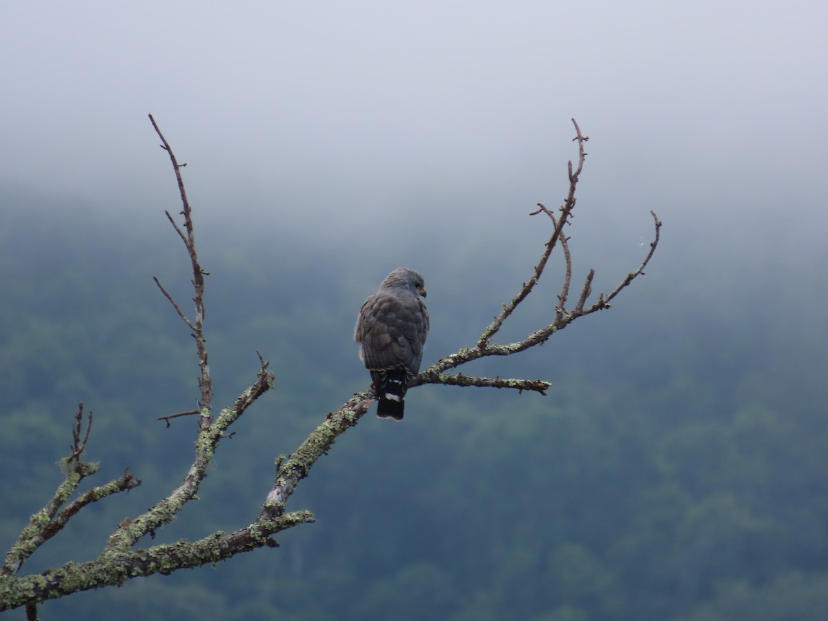 Buse grise - ML646849164