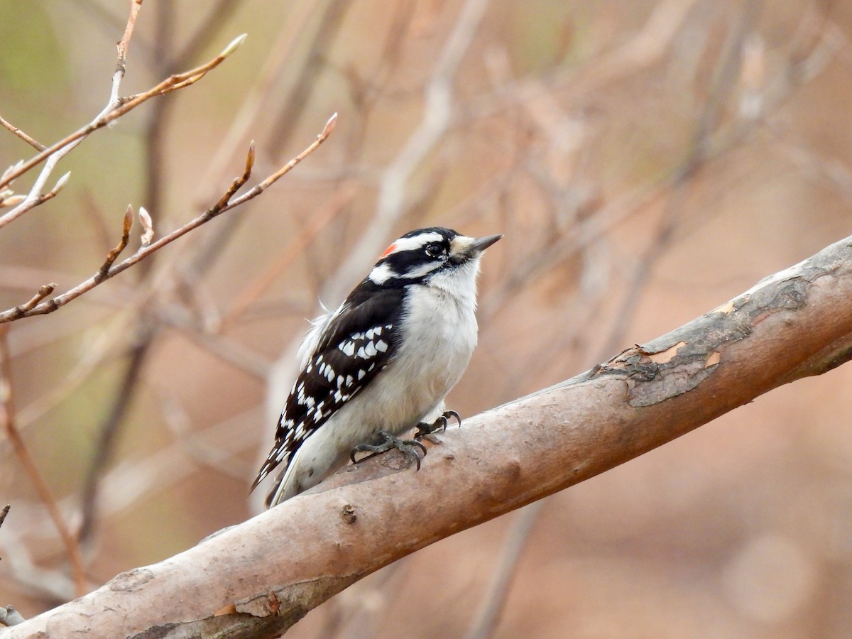 Pic mineur - ML646849166