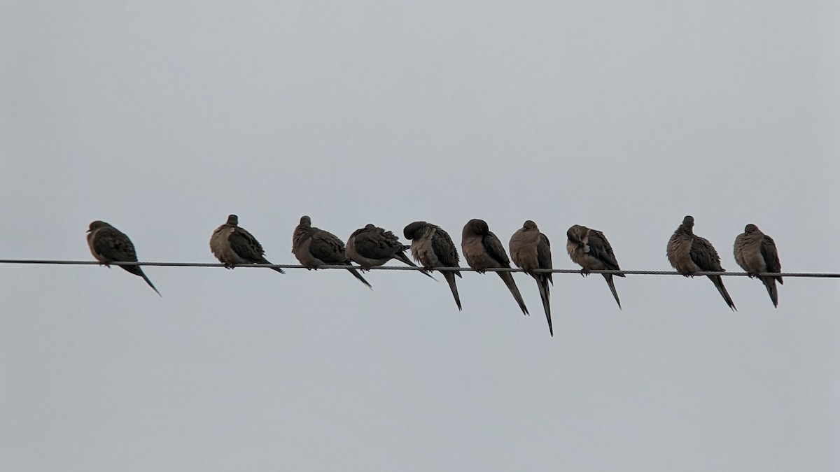 Tourterelle triste - ML646849168