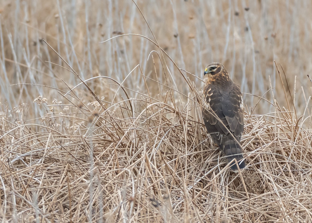 Лунь американський - ML646849170