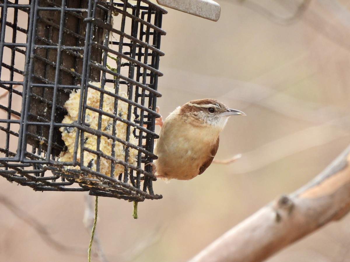 Carolina Wren - ML646849171