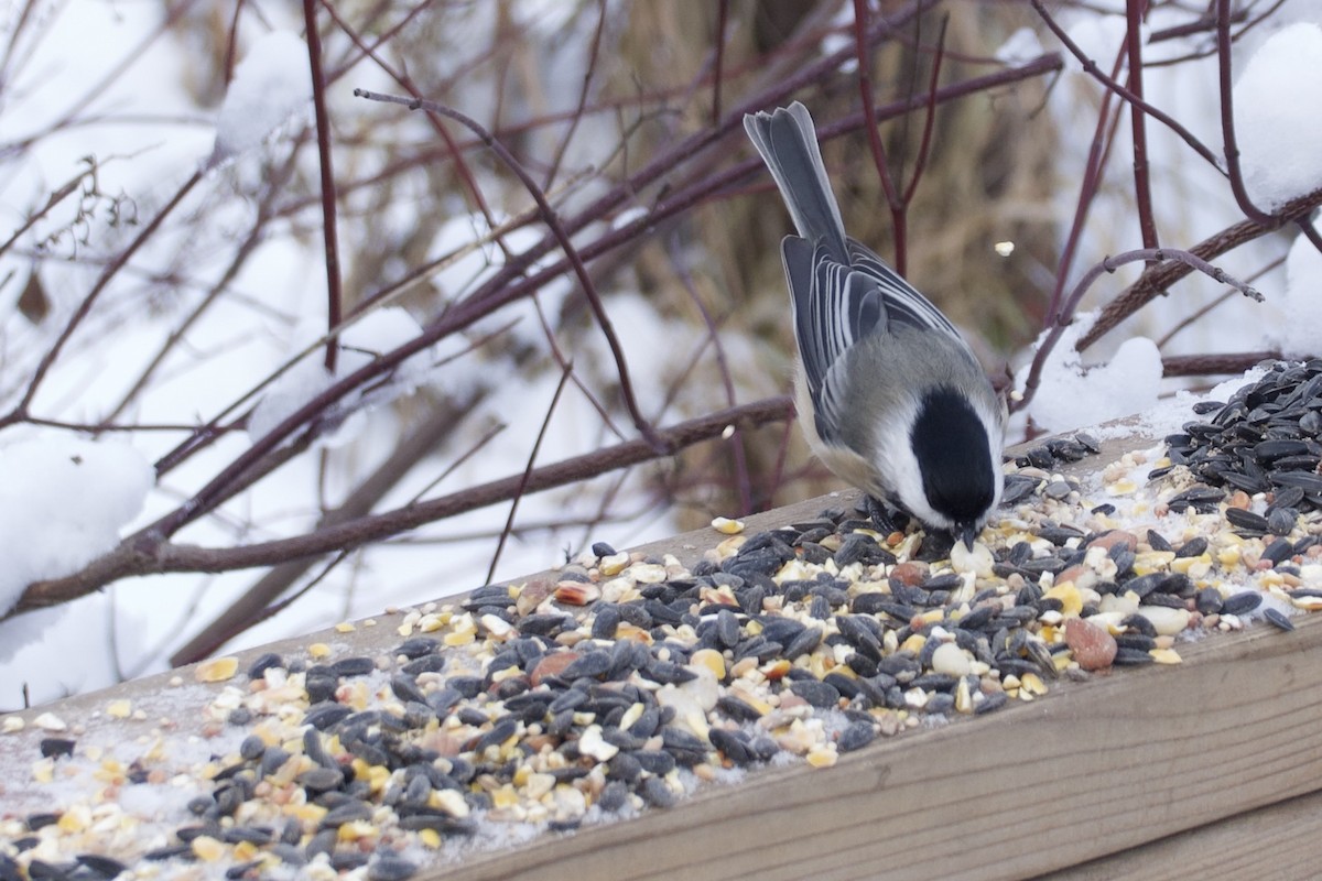 Mésange à tête noire - ML646849186