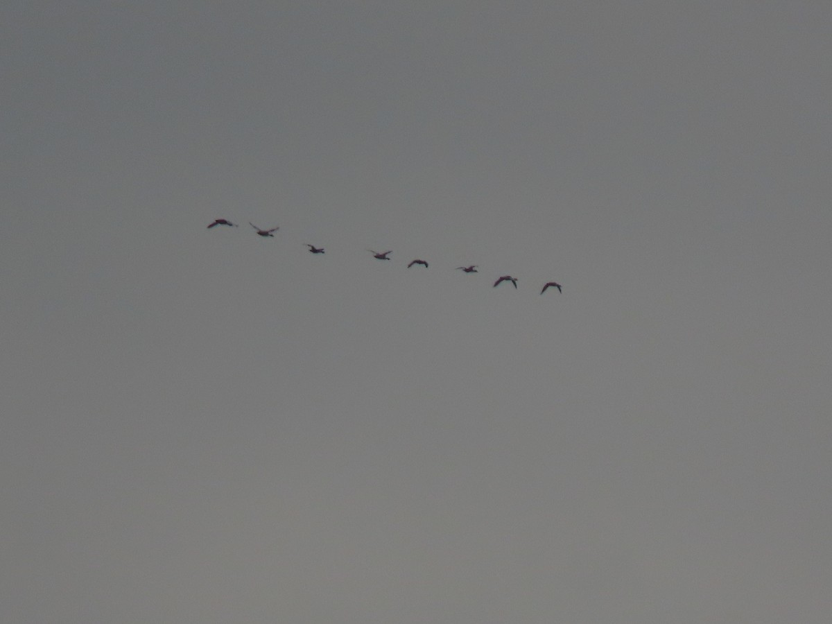 Gänsesäger (americanus) - ML646849187