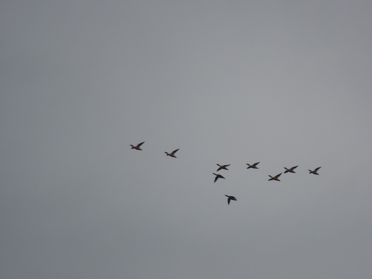 Gänsesäger (americanus) - ML646849189