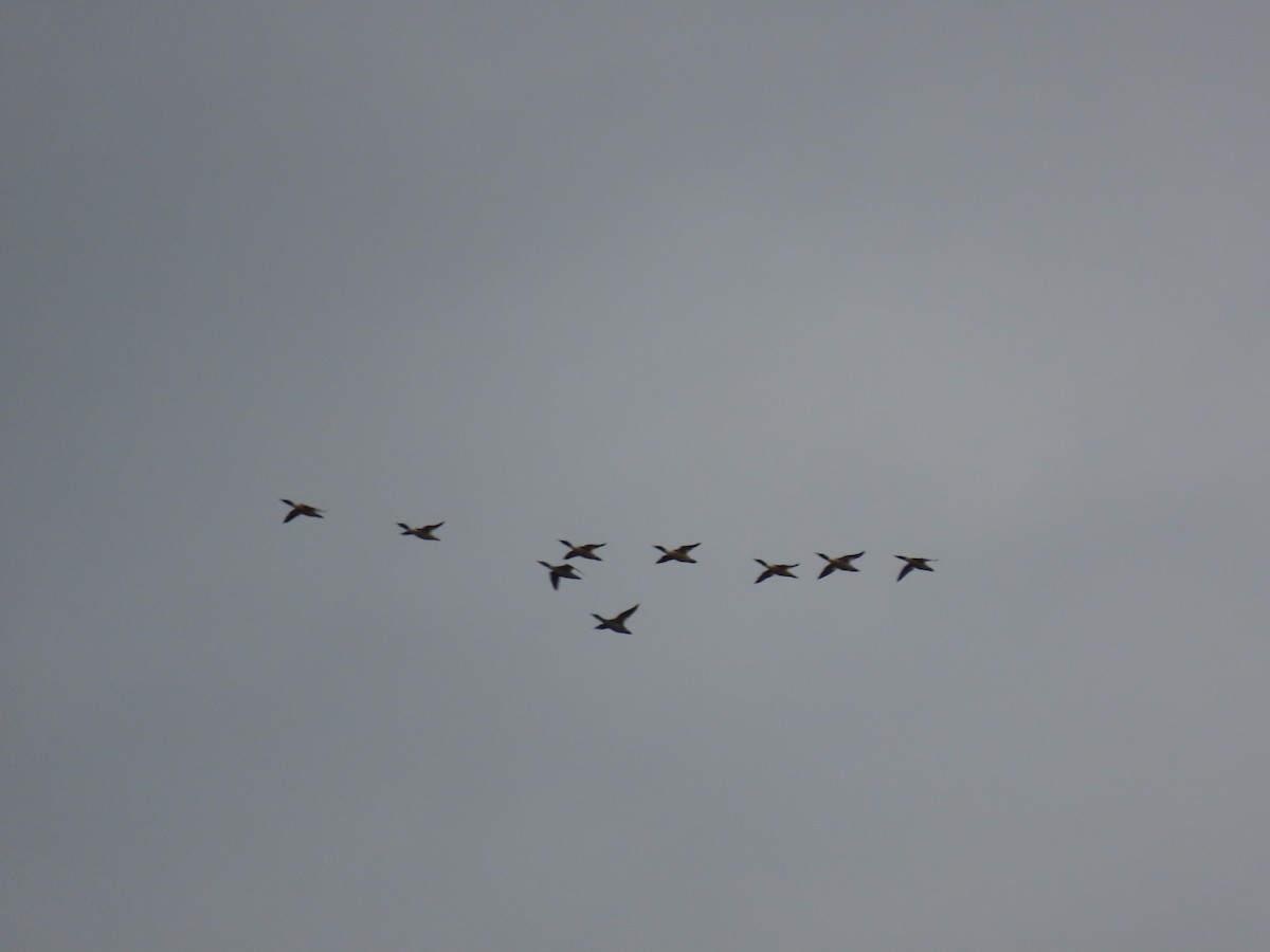 Gänsesäger (americanus) - ML646849190