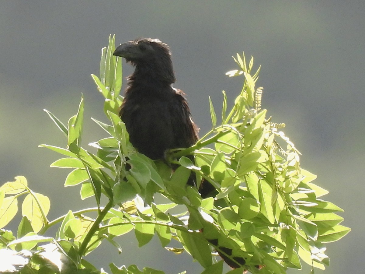 オオハシカッコウ - ML646849193