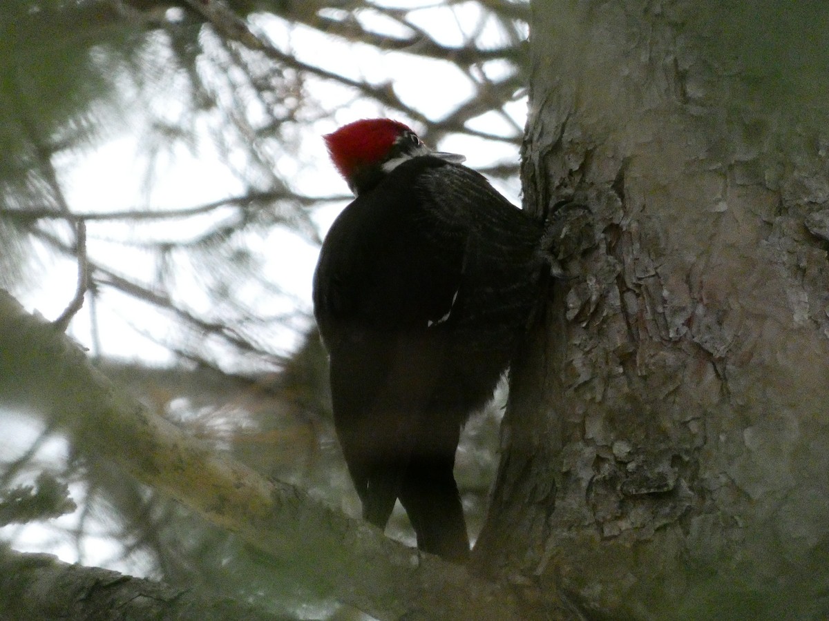 Pileated Woodpecker - ML646849195