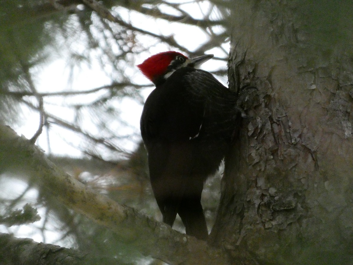 Pileated Woodpecker - ML646849196