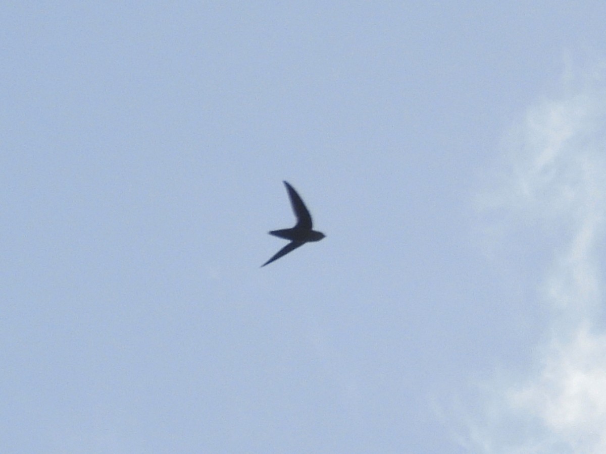 Vaux's Swift - ML646849198