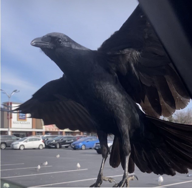 Fish Crow - ML646849199