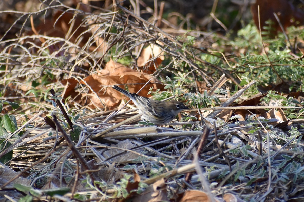 Пісняр-лісовик жовтогузий - ML646849200