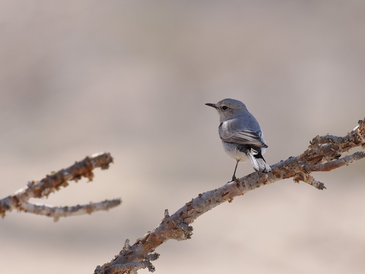 svartstjert - ML646849201