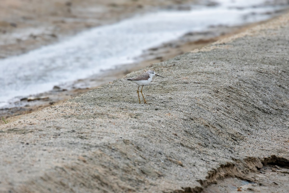 Marsh Sandpiper - ML646849202