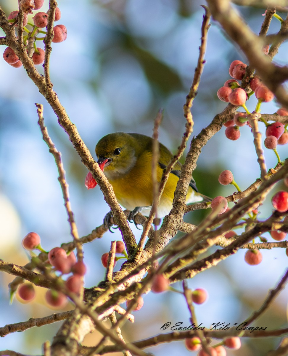 Белогузая эуфония - ML646849203