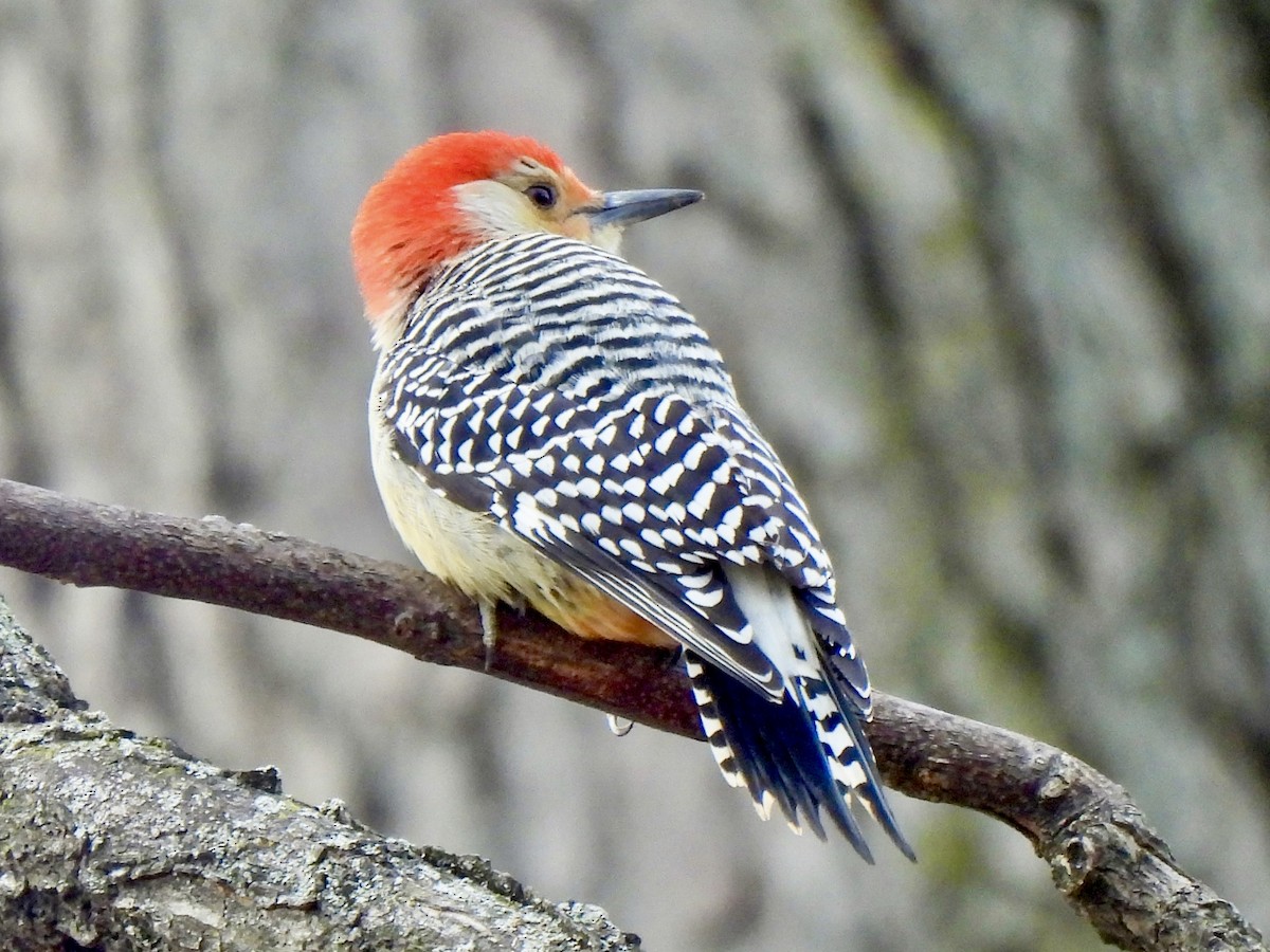 Red-bellied Woodpecker - ML646849213