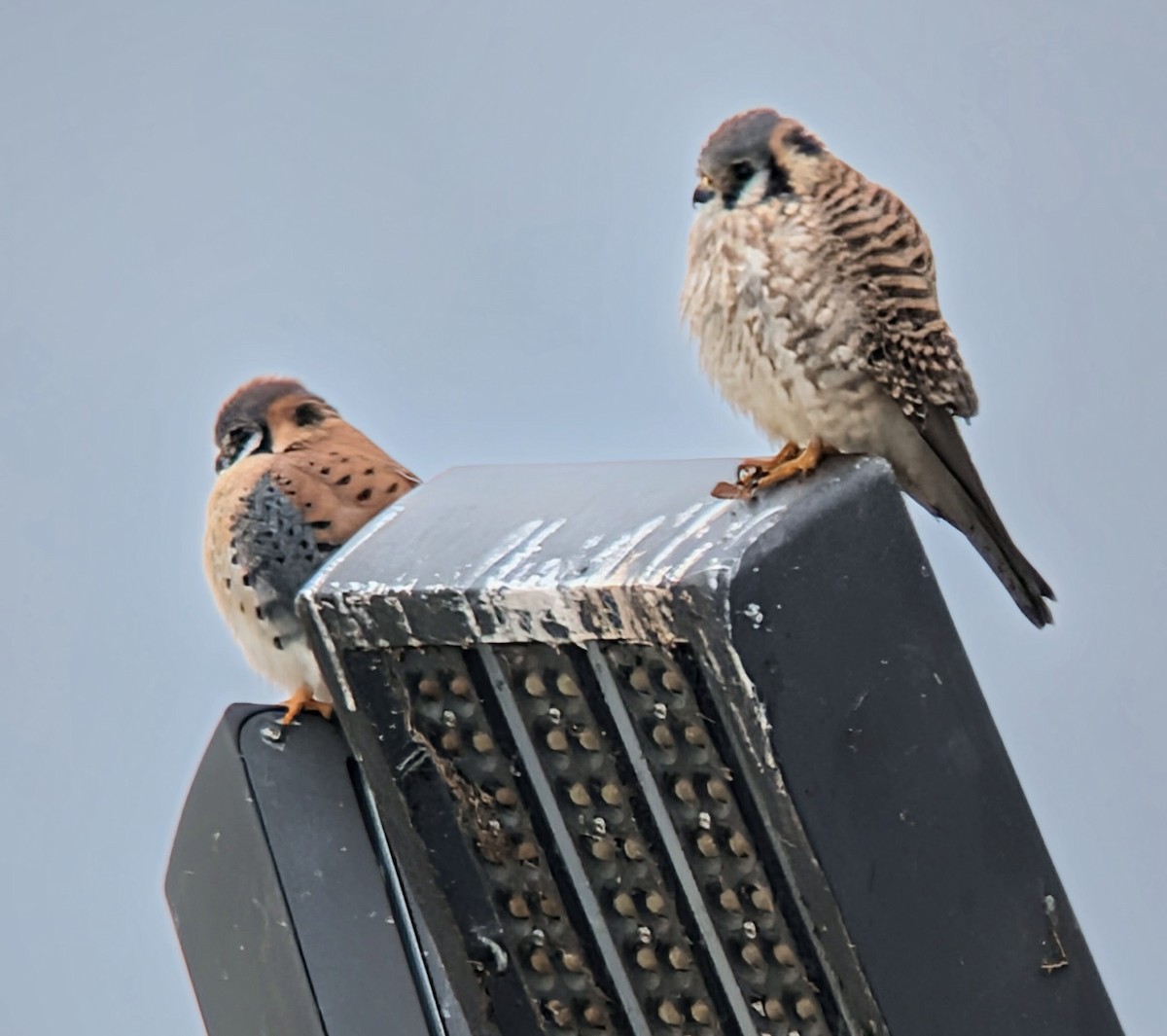 בז אמריקני - ML646849215