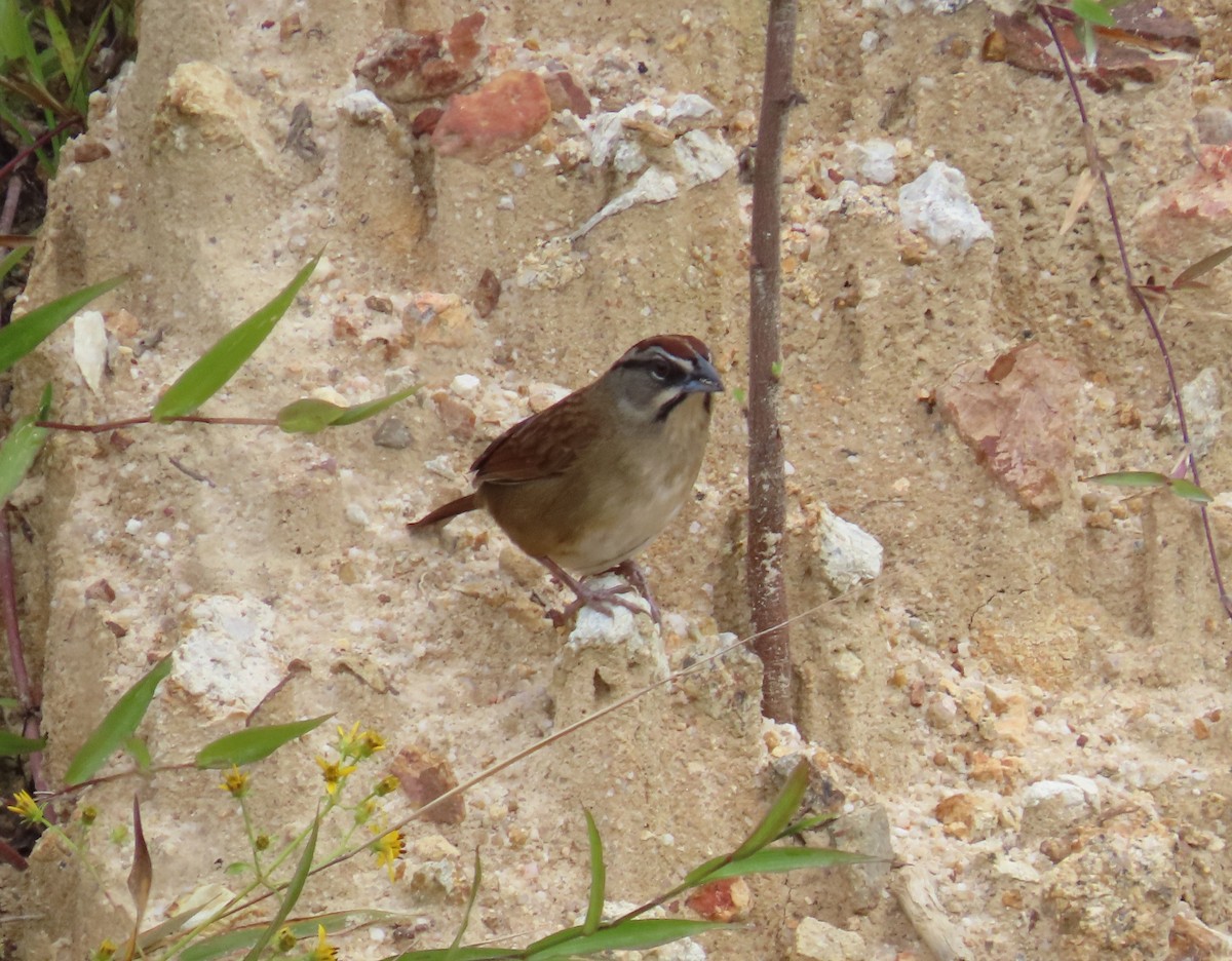 Rusty Sparrow - ML646849217