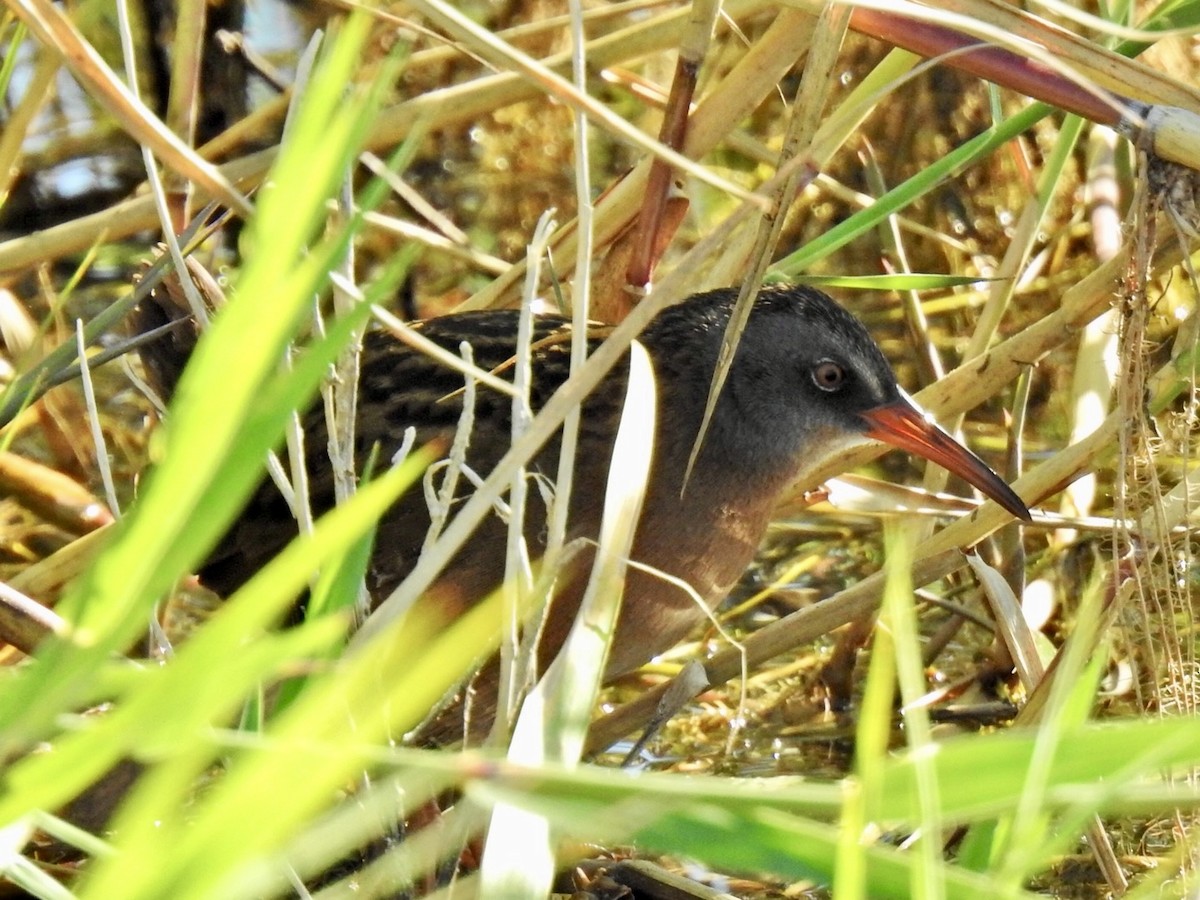 Virginia Rail - ML646849218