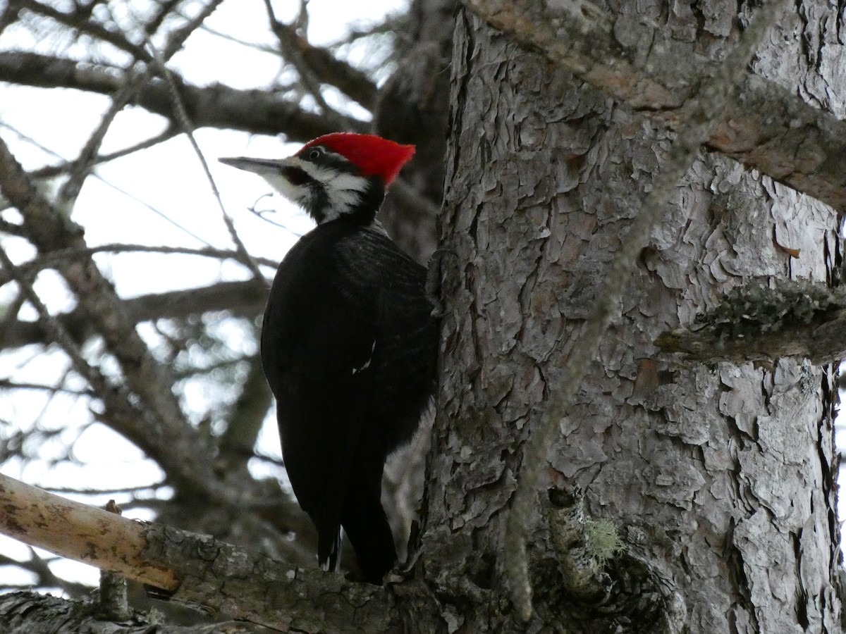 Pileated Woodpecker - ML646849220