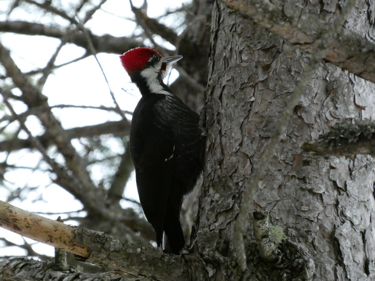 Pileated Woodpecker - ML646849221
