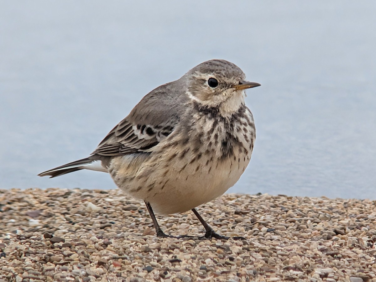 פפיון אמריקני - ML646849222