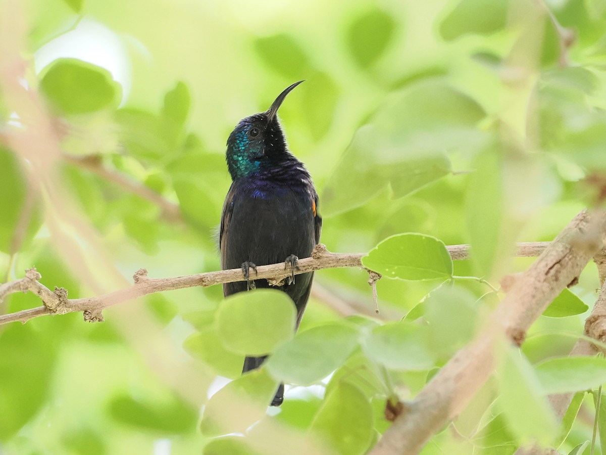 צופית בוהקת - ML646849226