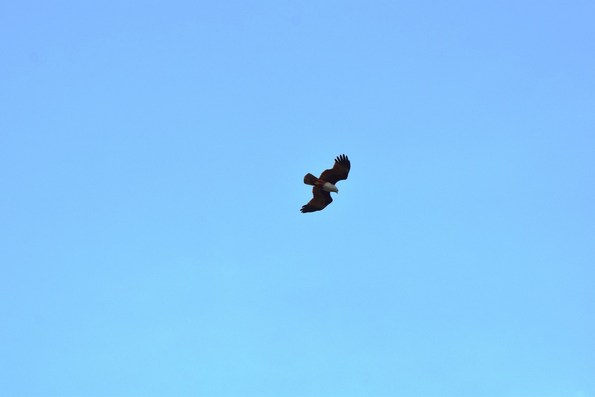 Brahminy Kite - ML646849227