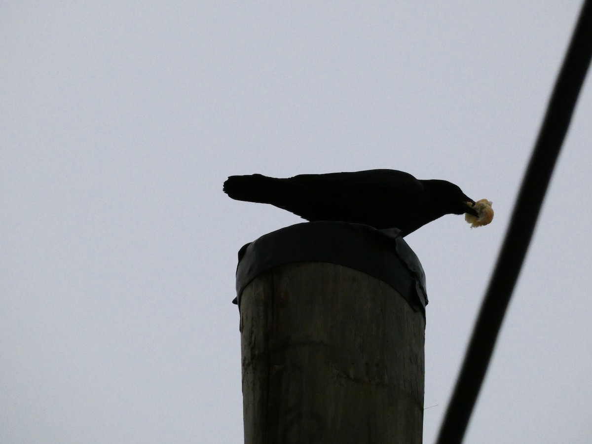 American Crow - ML646849228