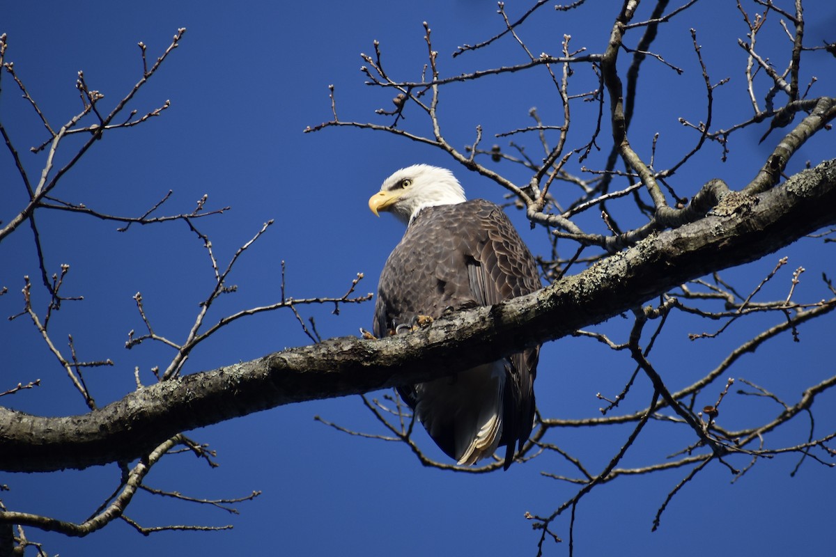 עיטם לבן-ראש - ML646849229