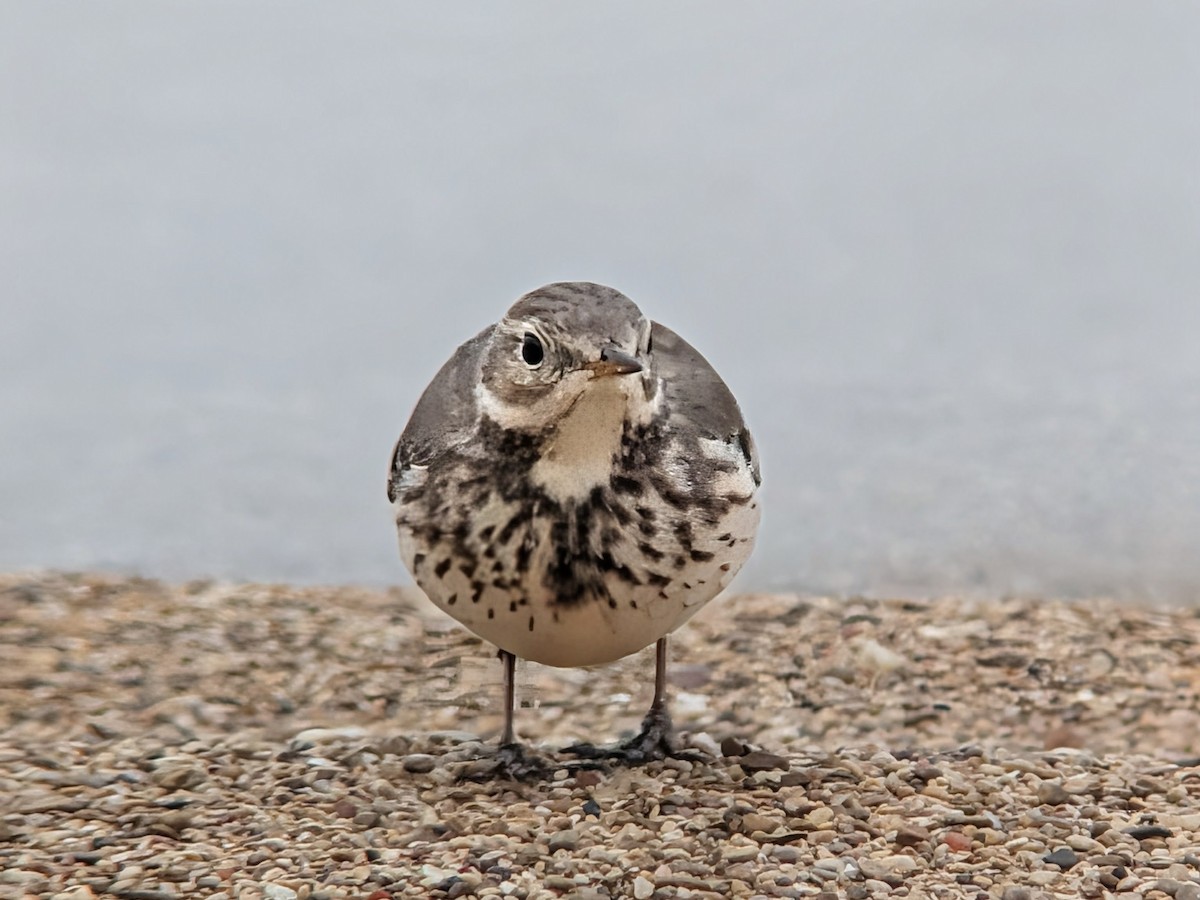 פפיון אמריקני - ML646849230