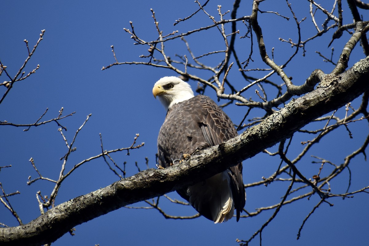 עיטם לבן-ראש - ML646849233
