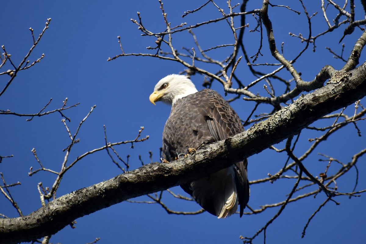 עיטם לבן-ראש - ML646849234