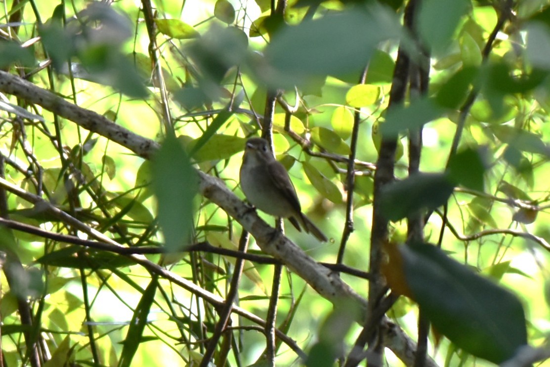 חטפית טאיגה - ML646849237