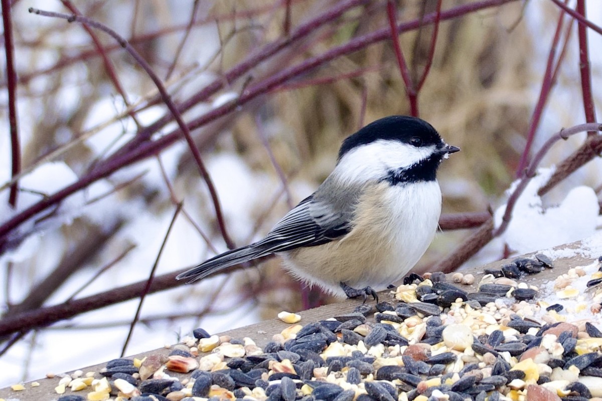 Black-capped Chickadee - ML646849238