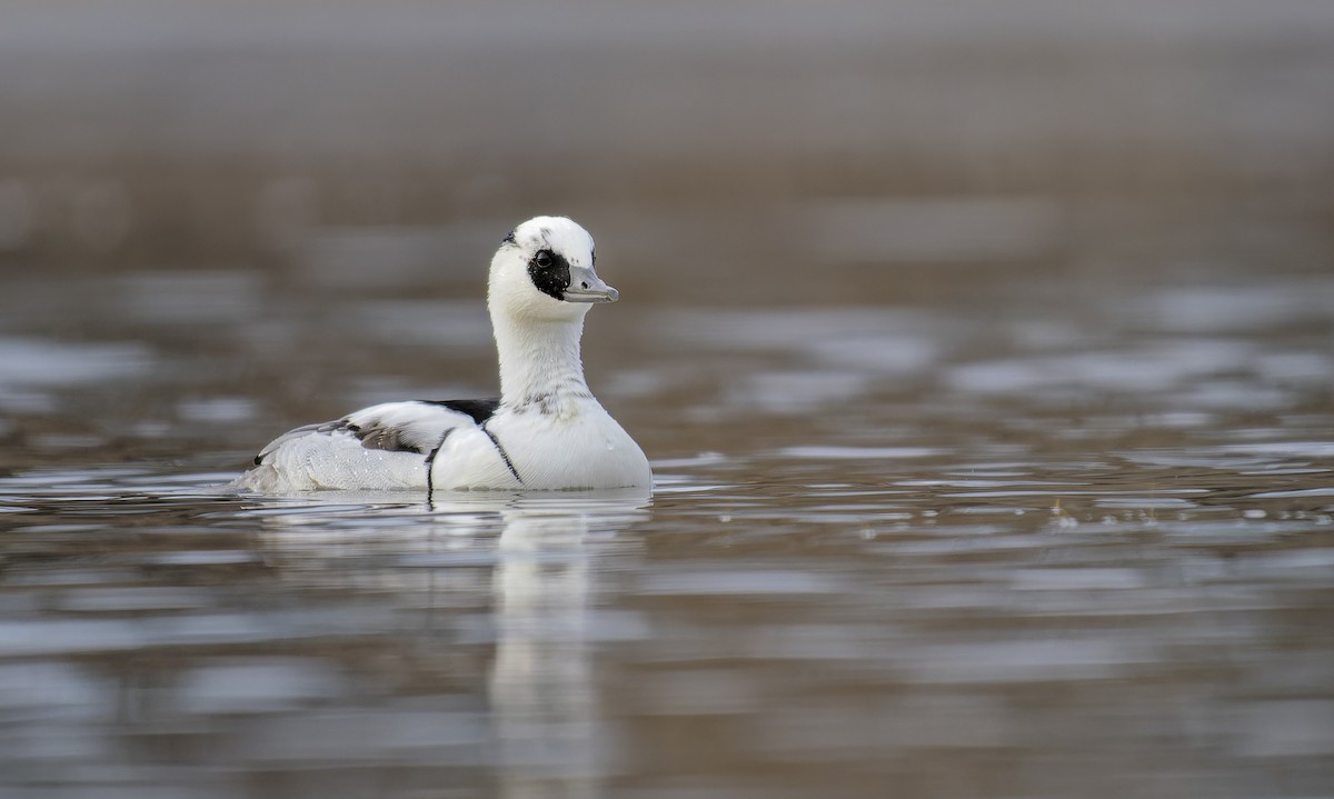 מרגון גמדי - ML646849239