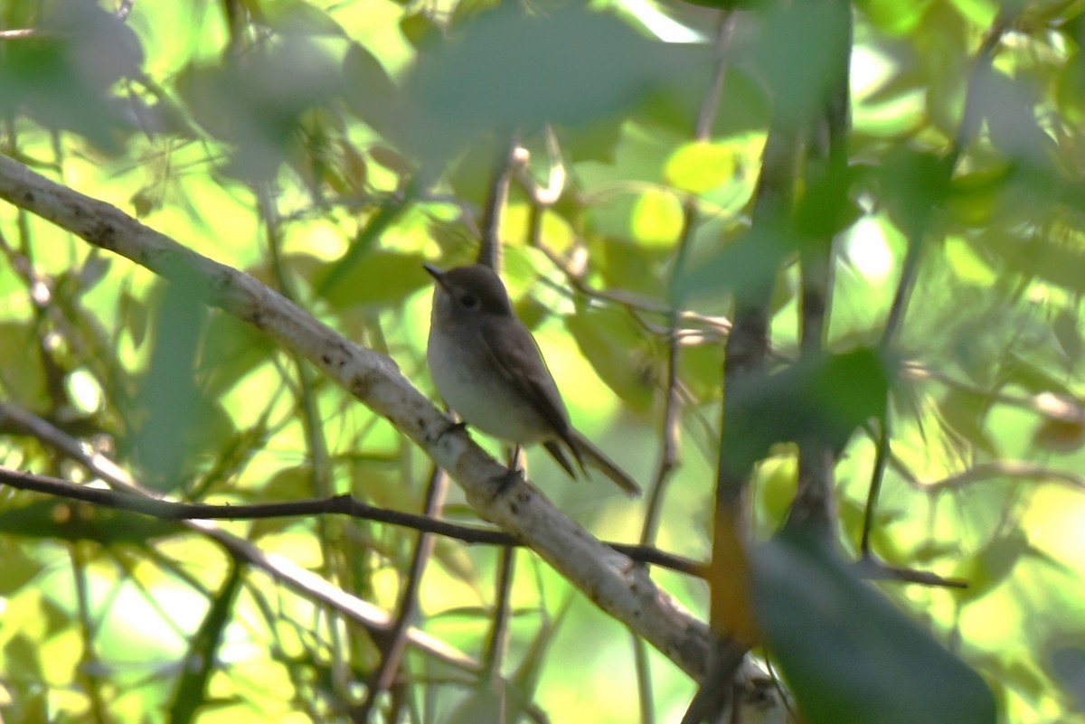 חטפית טאיגה - ML646849240