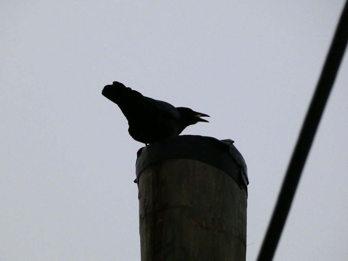 American Crow - ML646849241