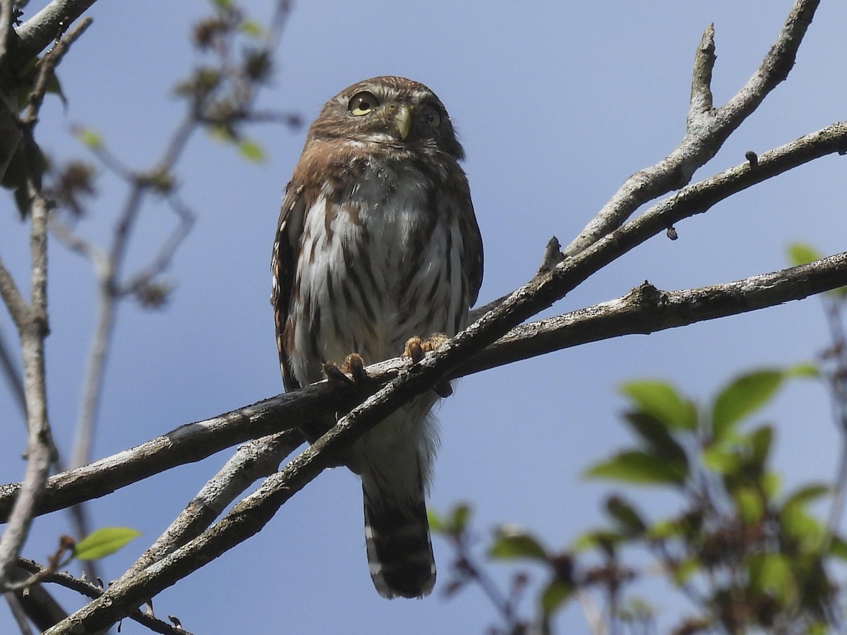 Ferruginous Pygmy-Owl - ML646849243