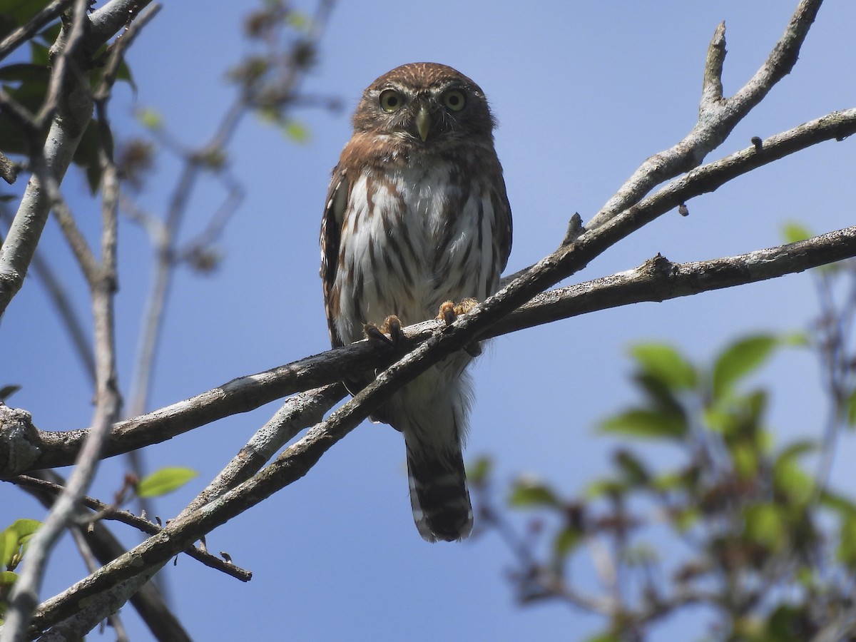 Ferruginous Pygmy-Owl - ML646849244