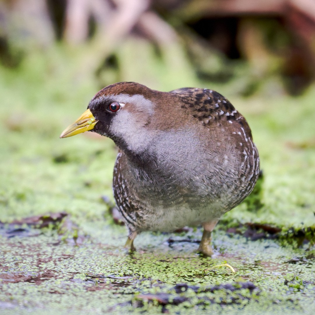 ברודית אמריקנית - ML646849245