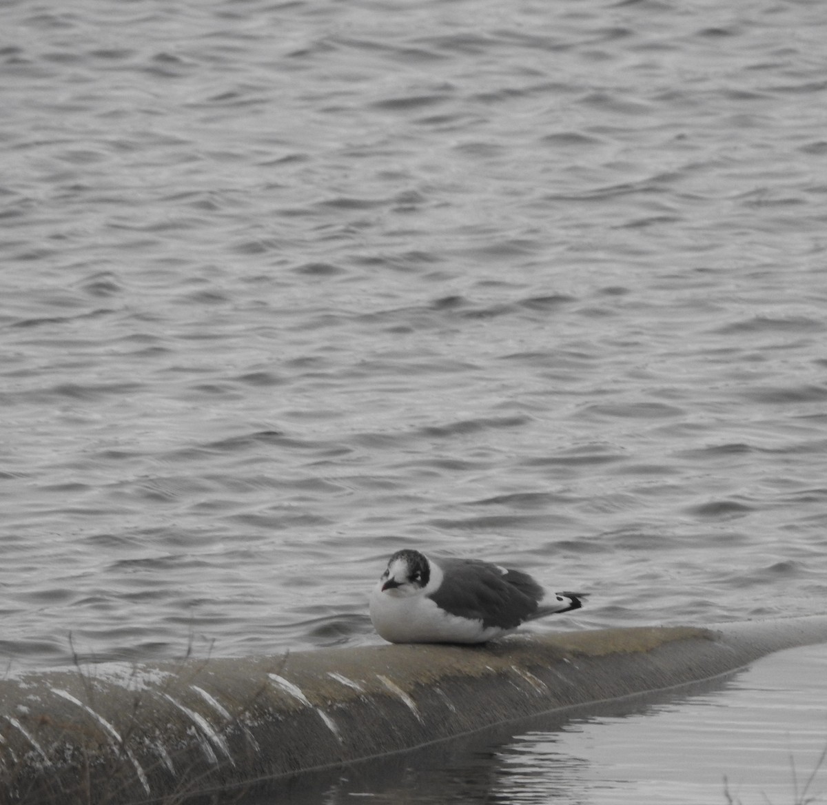 שחף אפור-זנב - ML646849246