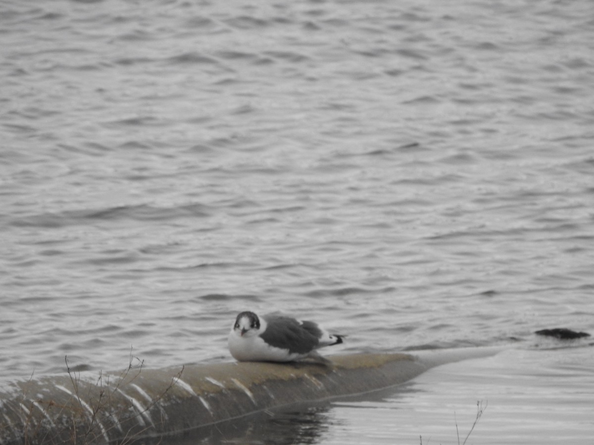 שחף אפור-זנב - ML646849247