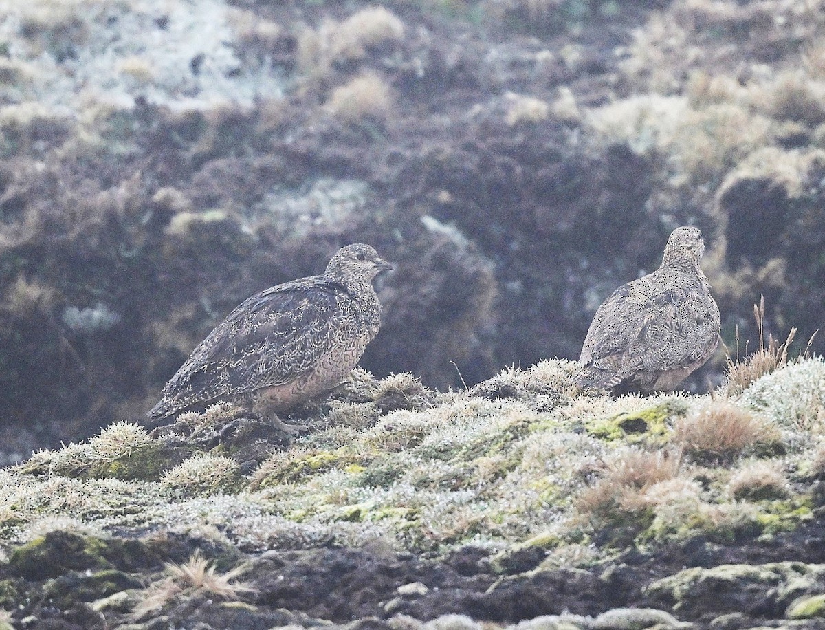 Rufous-bellied Seedsnipe - ML646849248