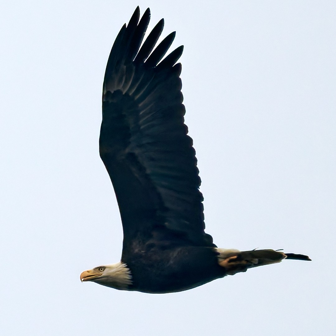 hvithodehavørn - ML646849249