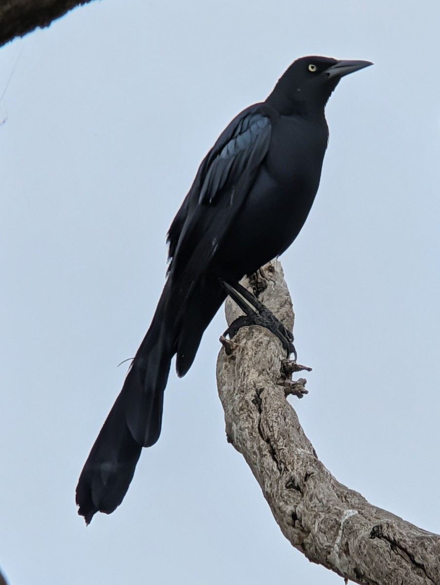Great-tailed Grackle - ML646849251